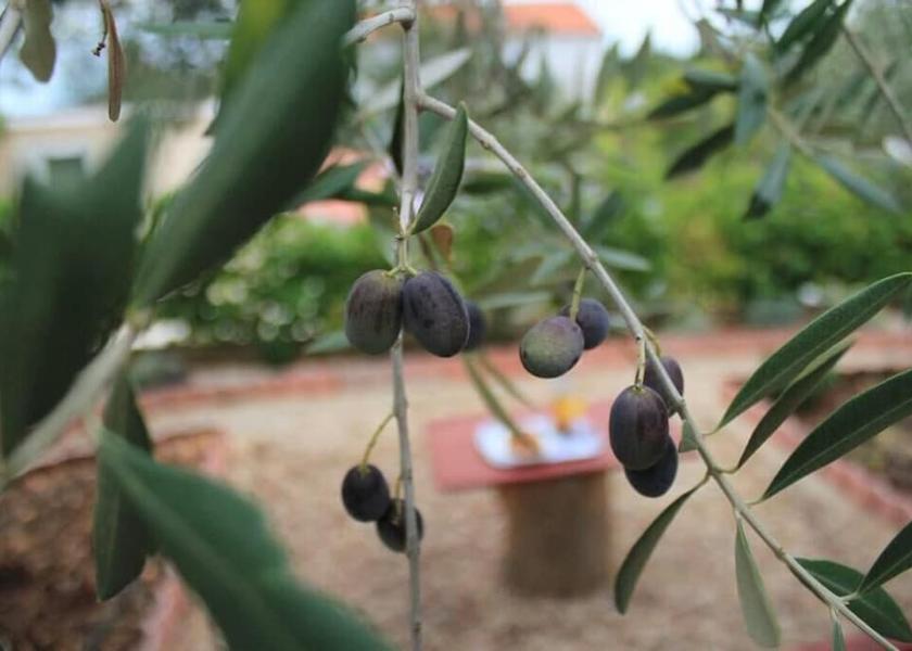 Zadar-Northern Dalmatia Preko Amenity