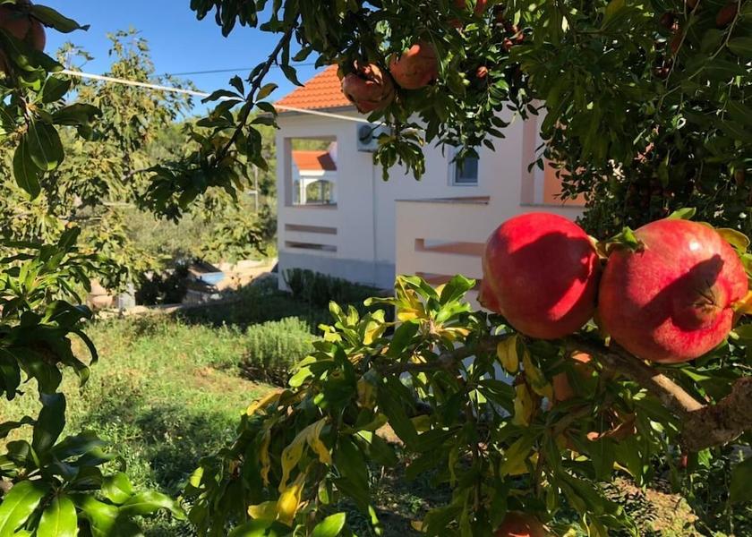 Zadar-Northern Dalmatia Preko Property Grounds