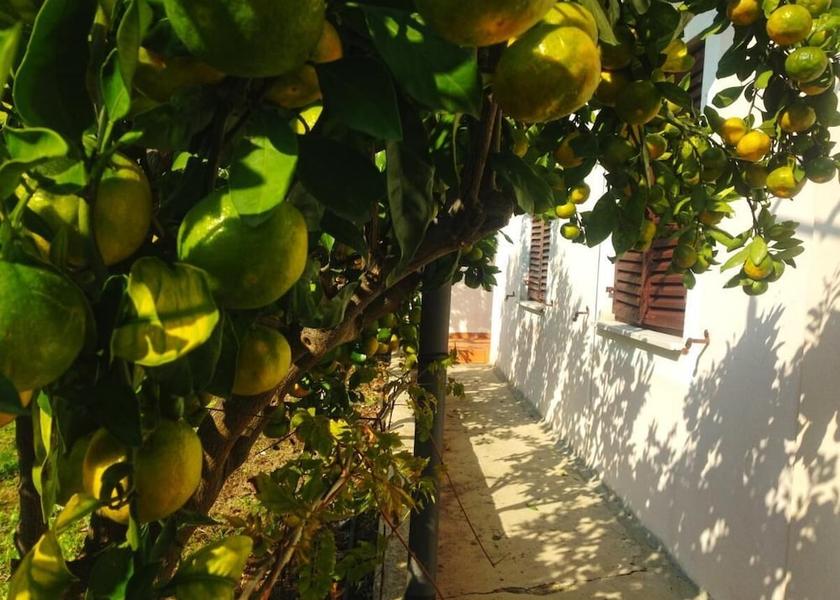 Zadar-Northern Dalmatia Preko Property Grounds