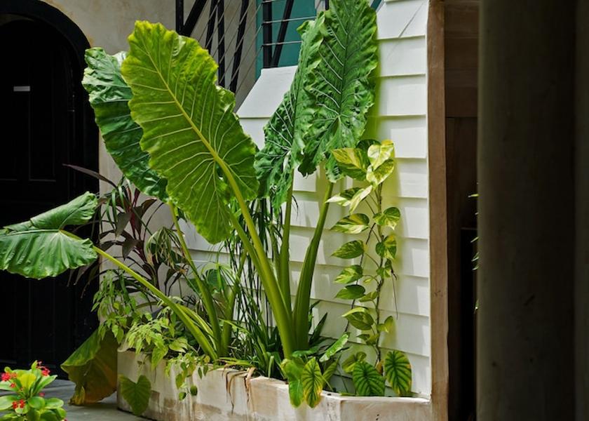 Kaafu Atoll Maafushi Interior detail
