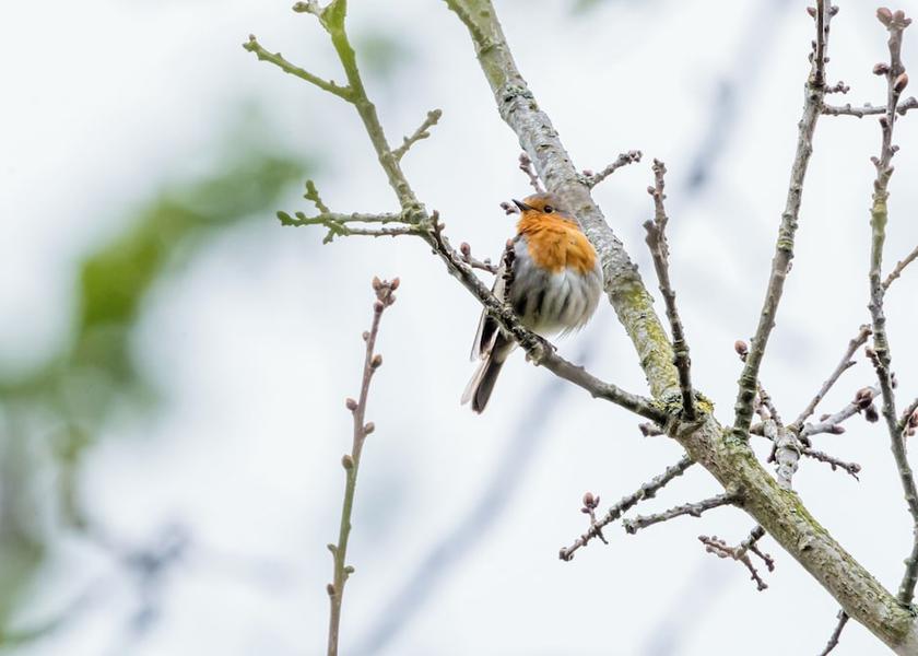 Schouwen-Duiveland Renesse Beach