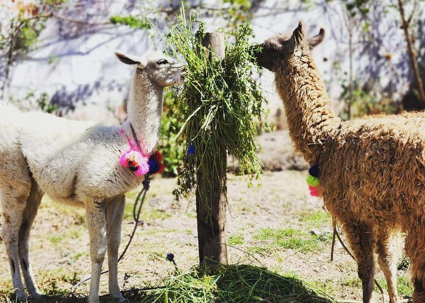 Cusco (region) Urubamba Exterior Detail
