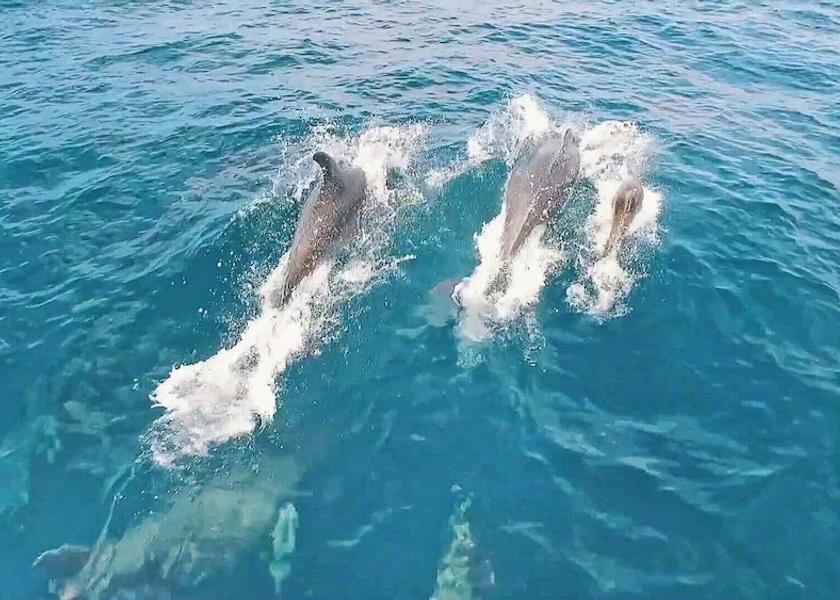 Faro District Albufeira Aerial View