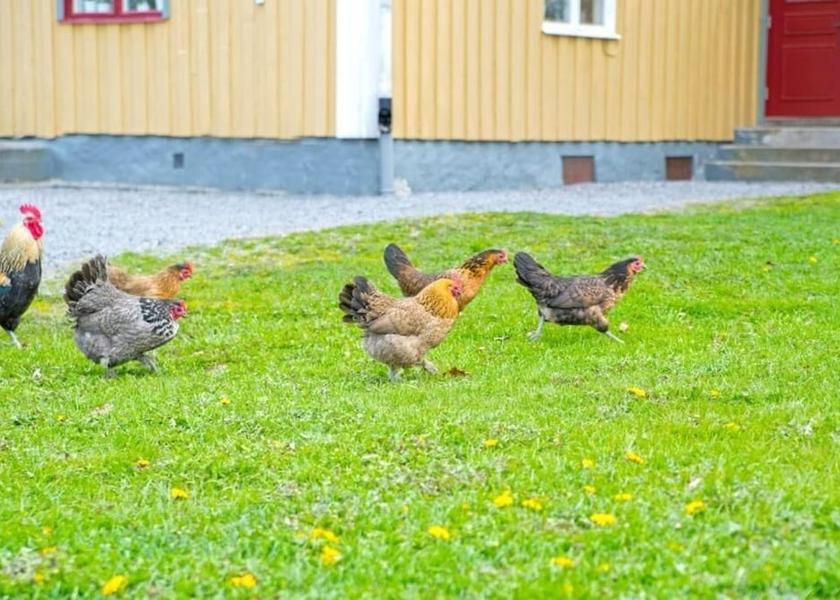 Kalmar County Vastervik Courtyard