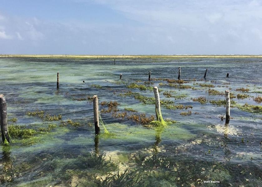 Unguja Kusini Region Bwejuu Beach