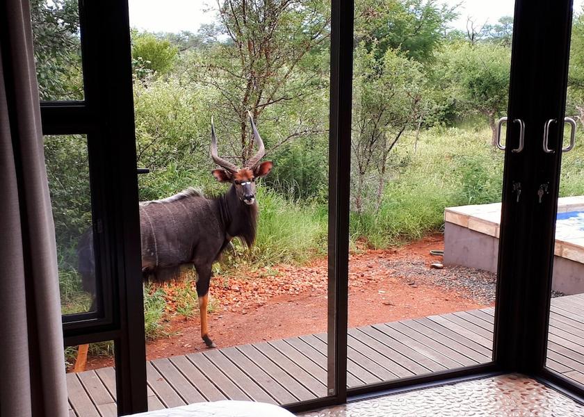 Limpopo Hoedspruit Room
