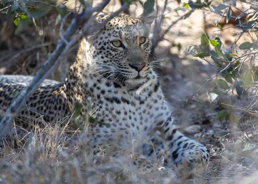 Limpopo Hoedspruit Safari and game
