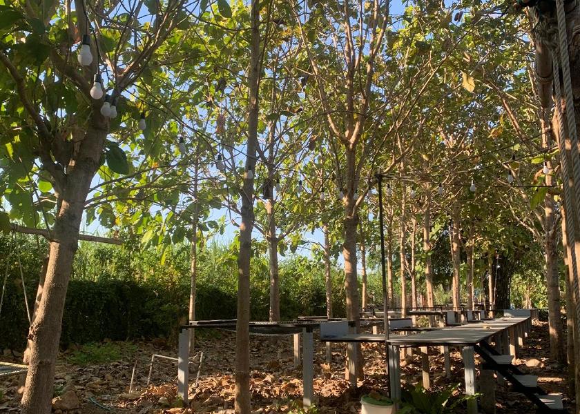 Saraburi Province Kaeng Khoi 