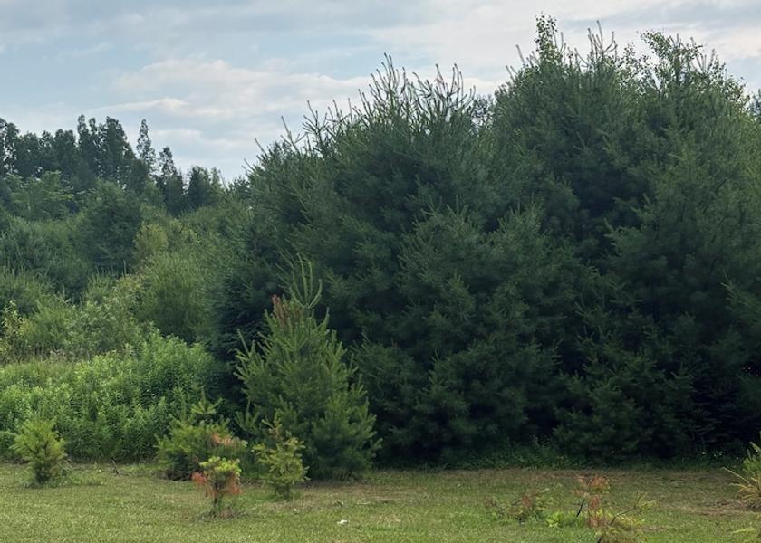 Quebec Rawdon View from Property