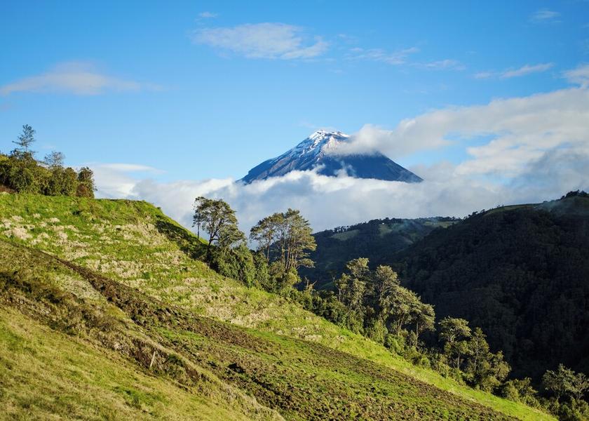 Tungurahua Patate Garden