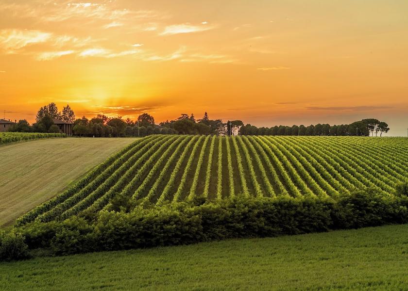 Emilia-Romagna Castel San Pietro Terme Land View from Property
