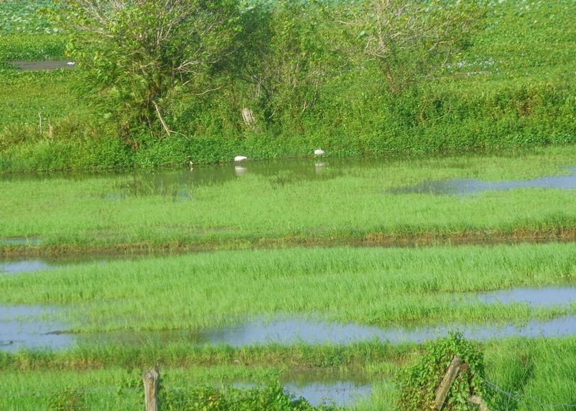 Southern Province Thissamaharama Facade