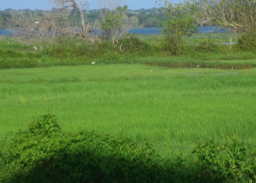 Southern Province Thissamaharama Facade