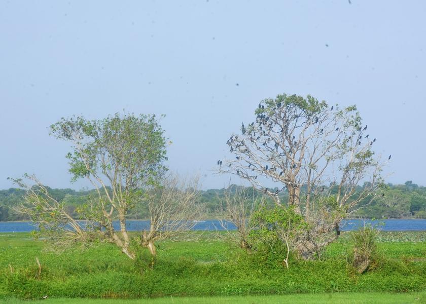 Southern Province Thissamaharama Facade