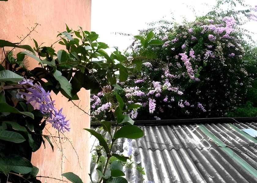 San Salvador Department San Salvador Garden