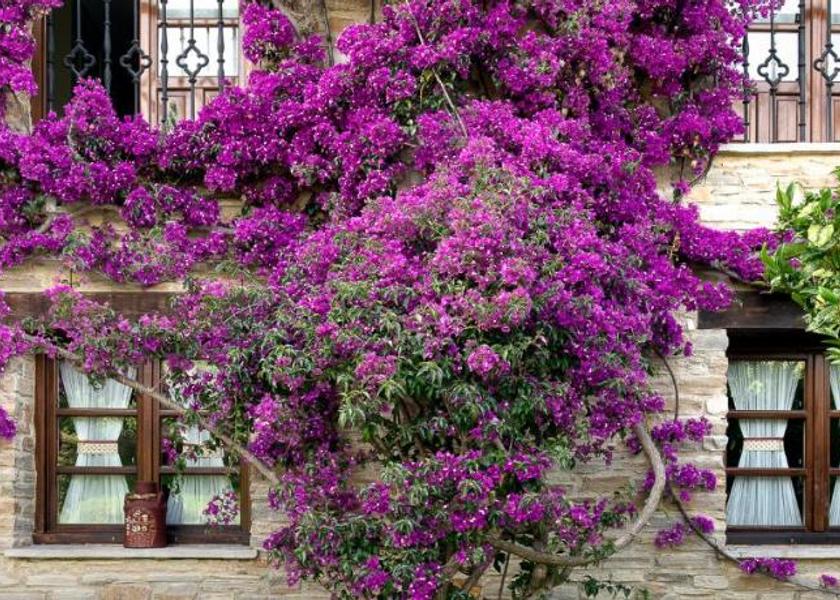 Asturias Gijon Garden