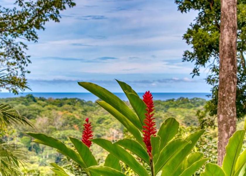 Limón Province Cahuita 