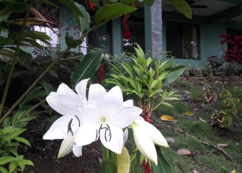 Limón Province Cahuita 