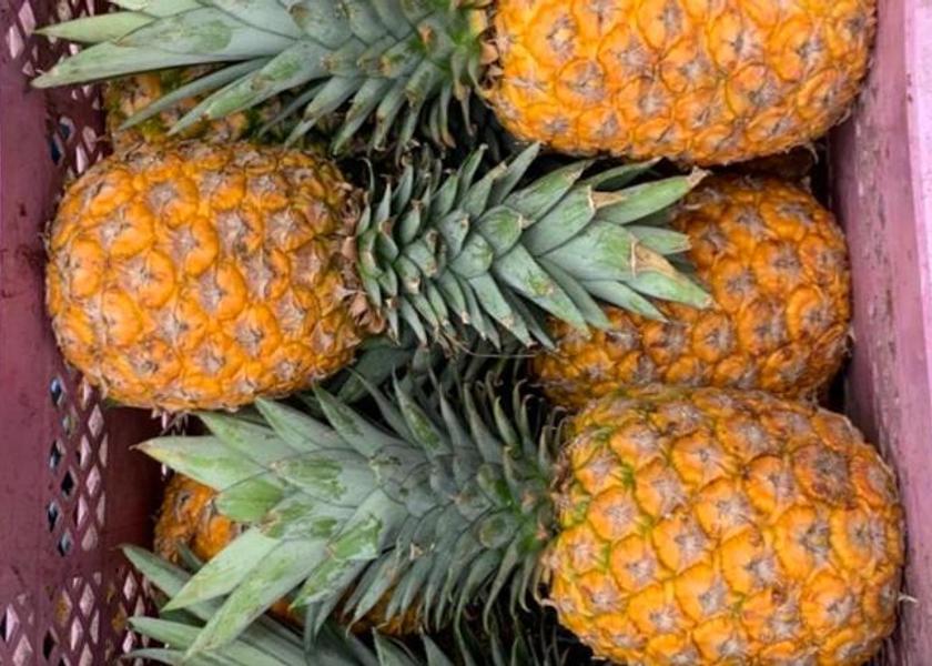 Bocas del Toro Province Bocas del Toro Food and beverages