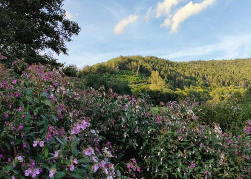 Walloon Region Bouillon 