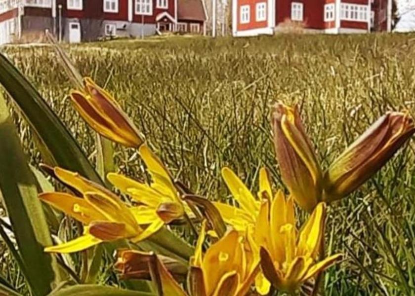 Orebro County Nora 