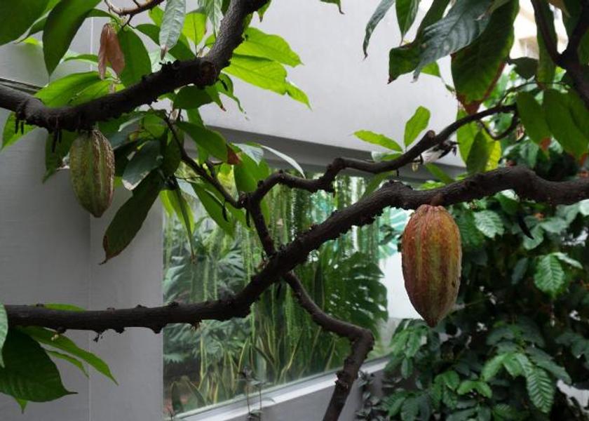 Guayas Guayaquil Garden