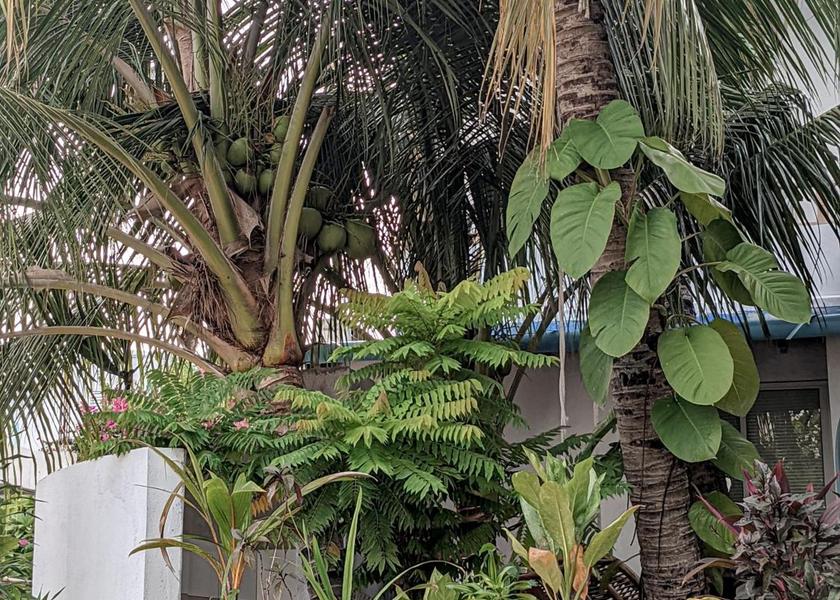 Kaafu Atoll Thulusdhoo Island Exterior view