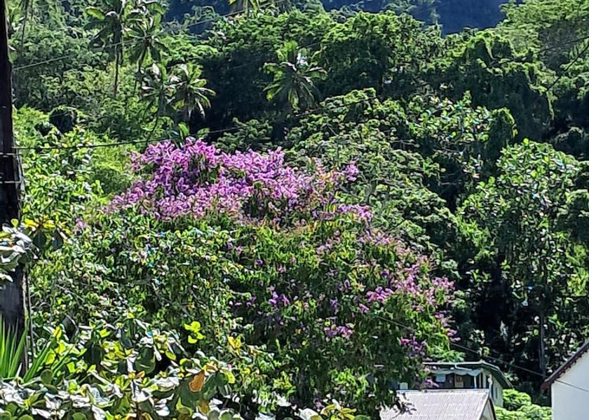 Eastern Division Ovalau Exterior
