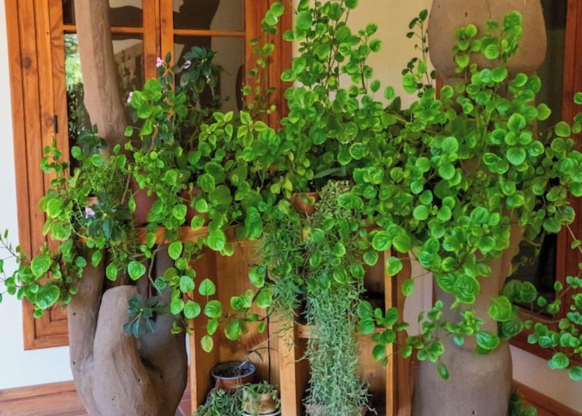 Coquimbo Region Vicuña Exterior