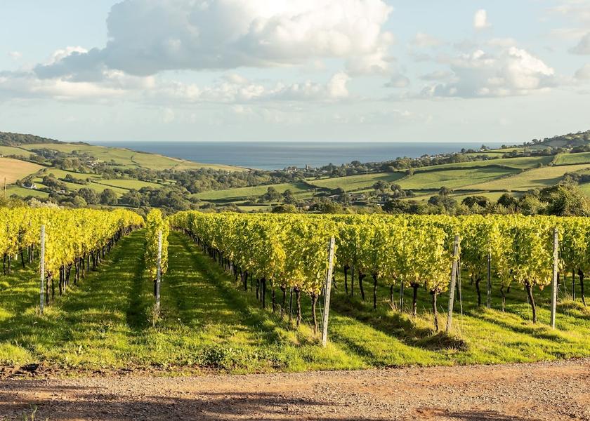 England Bridport Vineyard