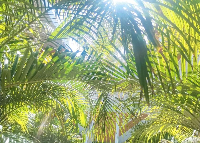 Piura Region Máncora Interior