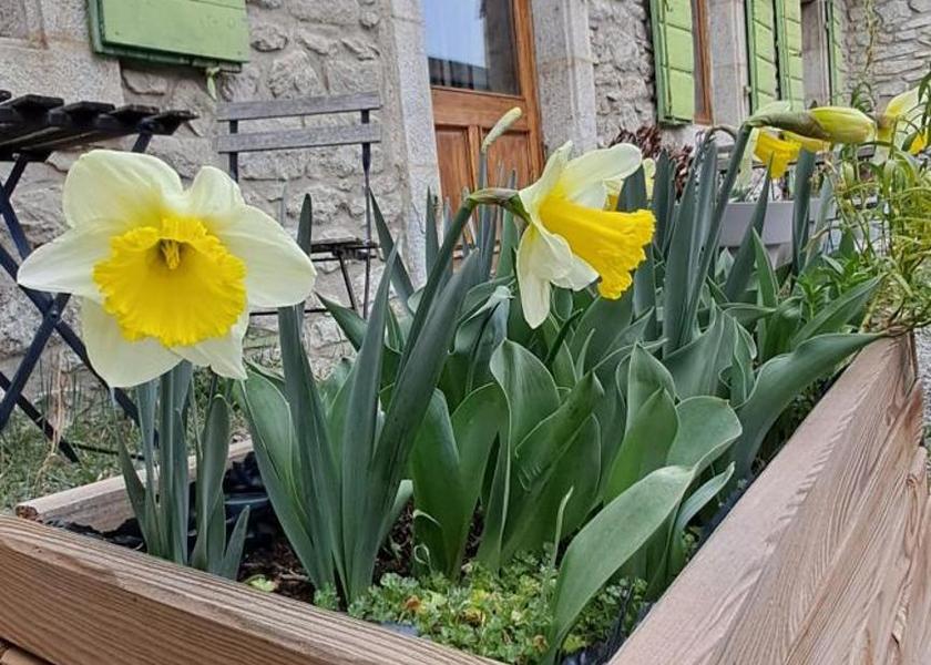 Occitanie Font-Romeu-Odeillo-Via Garden