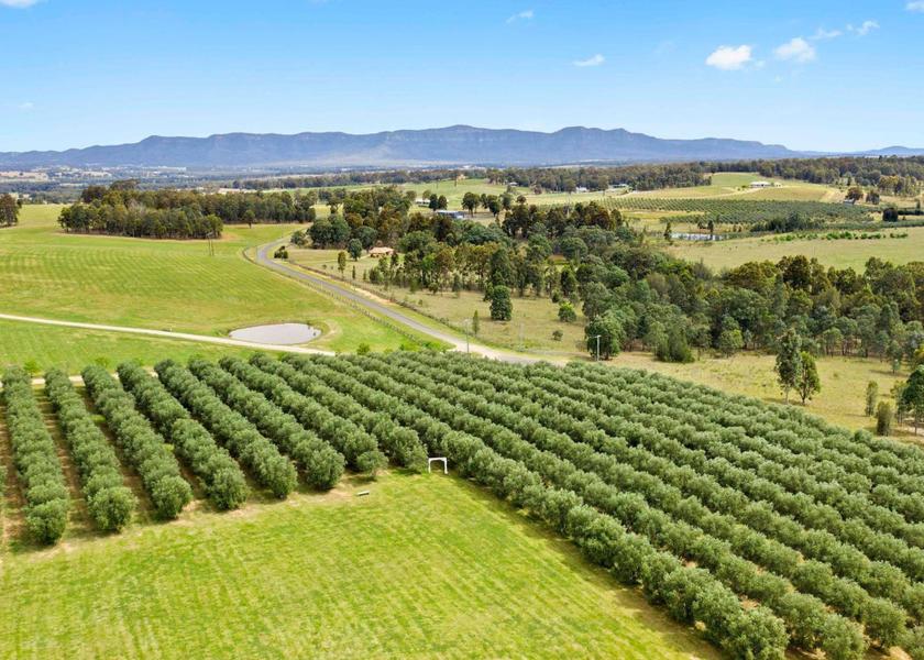 New South Wales Belford 