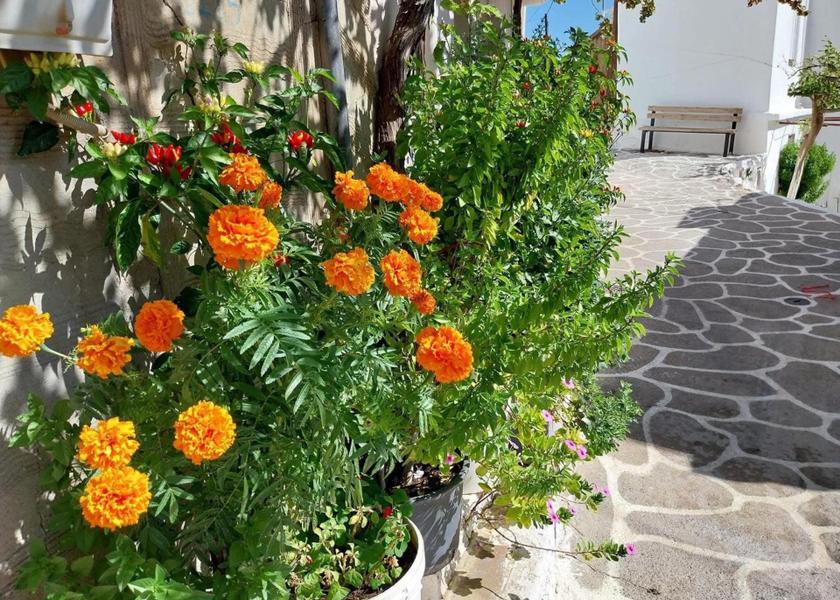 Attica Markopoulo Mesogaias Garden