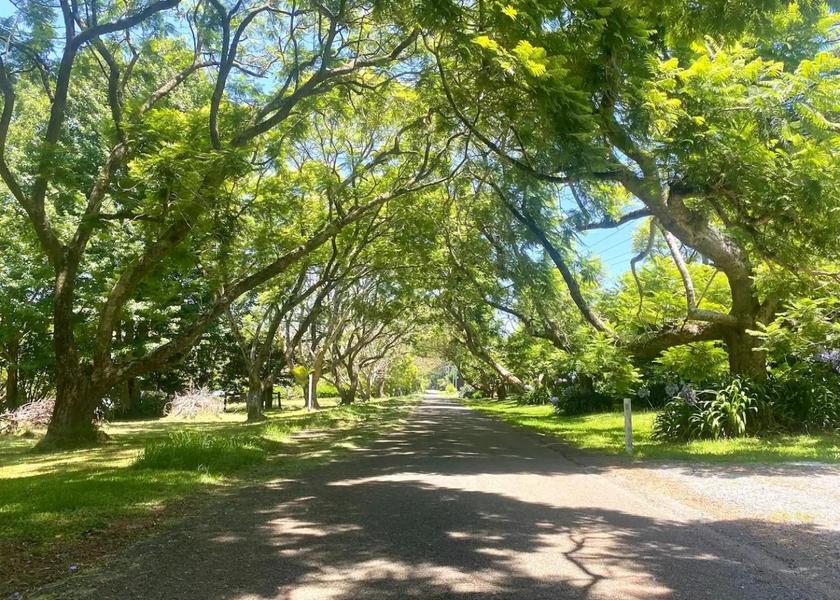 Queensland Tamborine Mountain Surrounding environment