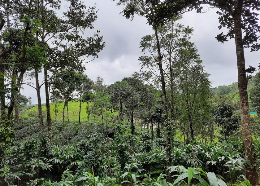 Kerala Idukki 