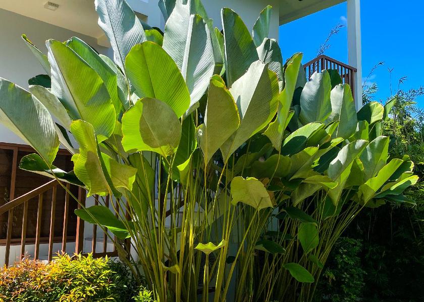 Central Visayas Panglao Garden