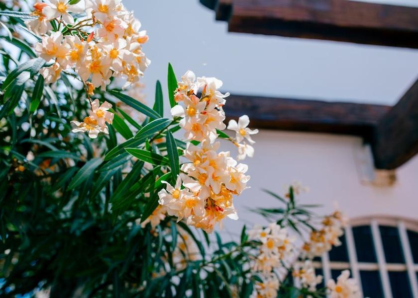 Sonora Puerto Peñasco Garden