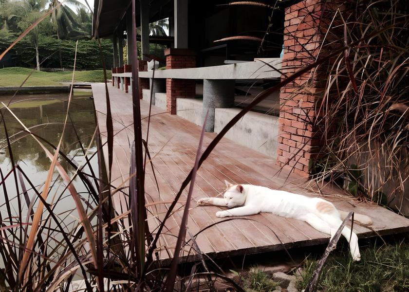 Samut Songkhram Province Samut Songkhram Balcony/terrace