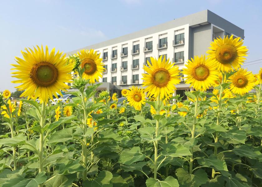 Phichit Province Phichit Garden