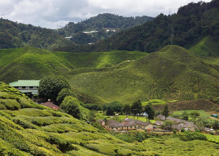 Pahang Tanah Rata 