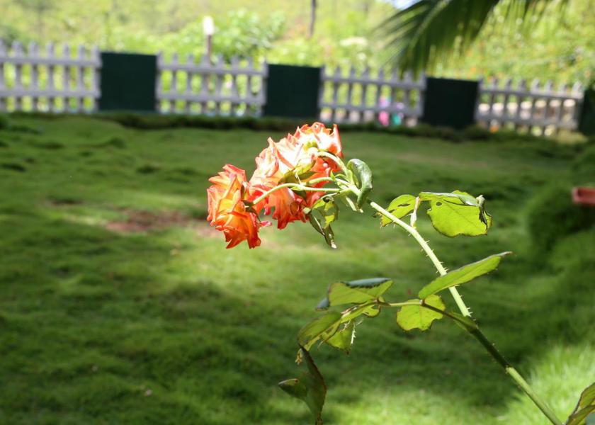 Uva Province Ella 