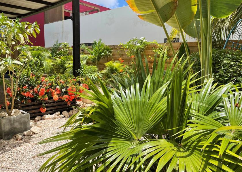 Bonaire Kralendijk Garden