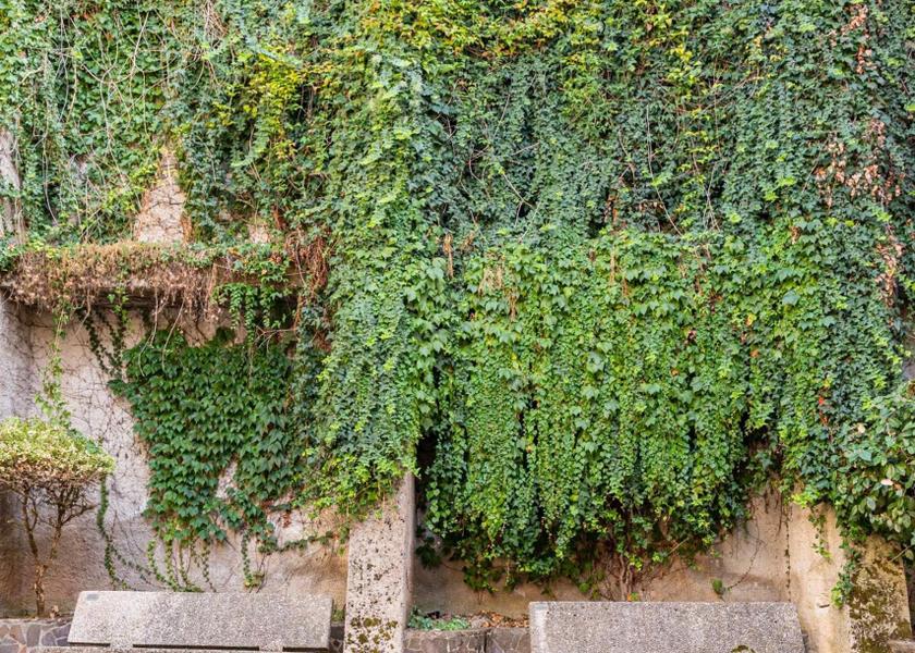 Campania Laurino 