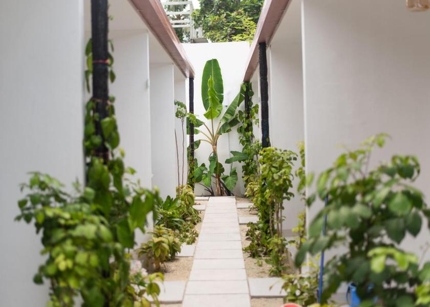 North Ari Atoll Thoddoo Garden
