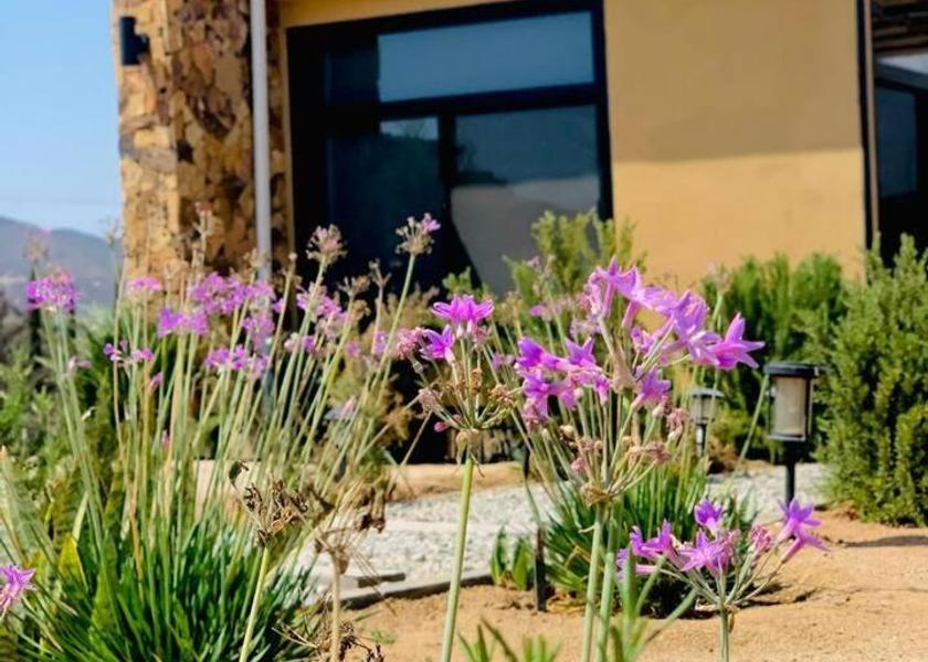 Baja California Valle de Guadalupe 
