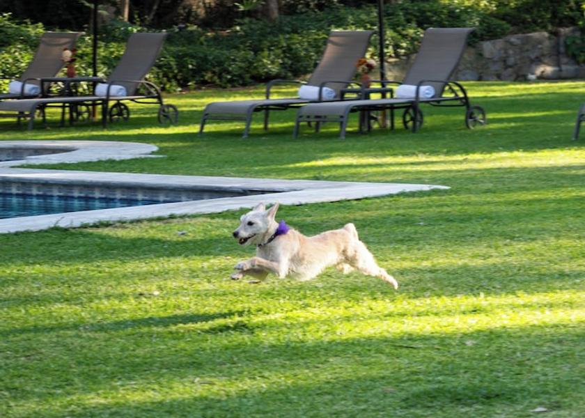 Jalisco Zapopan Garden