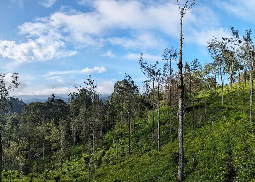 Uva Province Diyathalawa View