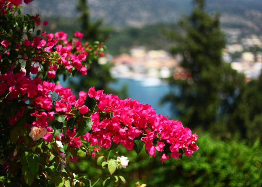 Epirus Igoumenitsa Garden