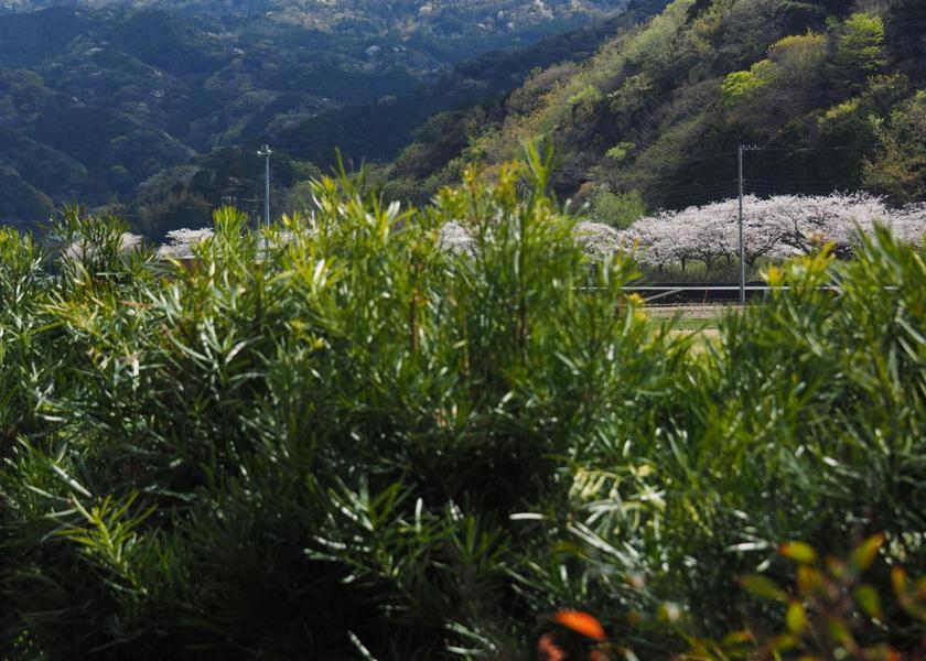 Shizuoka Matsuzaki 